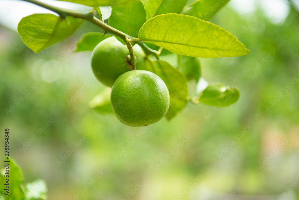 Green limes on a tree - Fresh lime citrus fruit high vitamin C in the garden farm agricultural with nature green blurbackground at summer