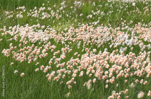 Eriophorum russeolum. Cottongrass in the North of Western Siberia in the summer in the swamp
