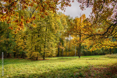 Landscape. Beautiful autumn golden forest.