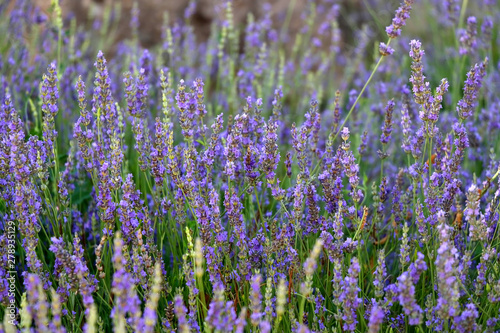 Lavender flowers in the garden. Selective focus.