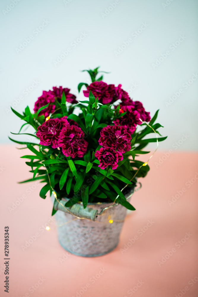 Cloves (Dianthus) in small pot on pink underground, birthday greeting