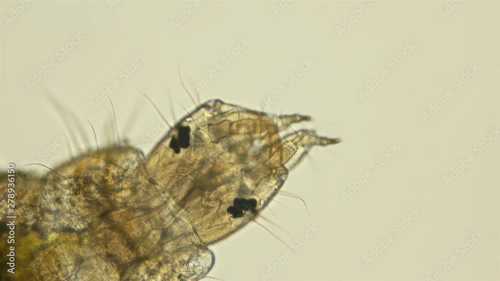 larvae of the beetle Hydrophilidae under a microscope, unlike adult beetles, the larvae themselves are predators when defending from enemies, the larva throwing out the black smelly gruel, the beetle larvae of the beetle Hydrophilidae under a microscope, unlike adult beetles, the larvae themselves are predators when defending from enemies, the larva throwing out the black smelly gruel, the beetle