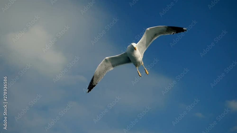 Wild bird. Close-up shot of seagull soaring in the sky over the Mediterranean sea and catching a thrown piece of bread. Greece. Slow motion. HD Wild bird. Close-up shot of seagull soaring in the sky over the Mediterranean sea and catching a thrown piece of bread. Greece. Slow motion. HD