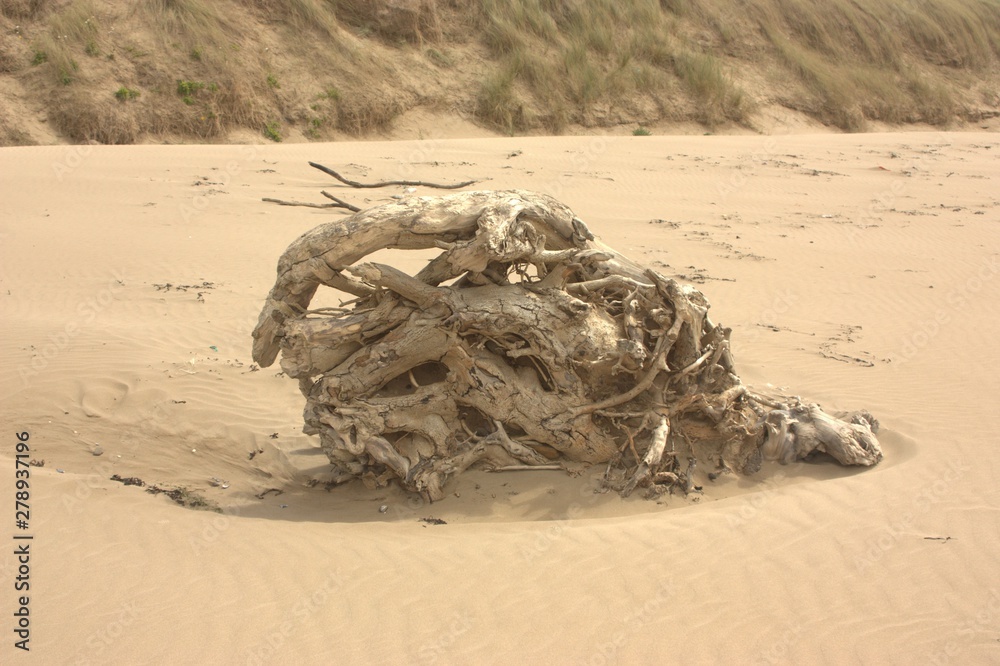 Obraz premium driftwood on beach