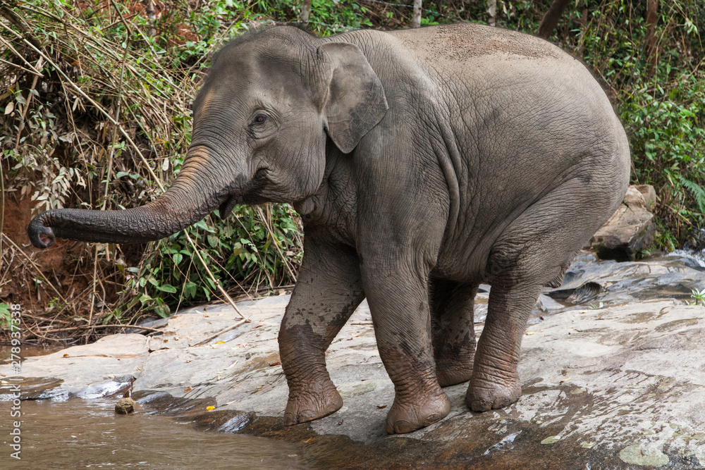 Fototapeta premium Elephant Entering into the Water