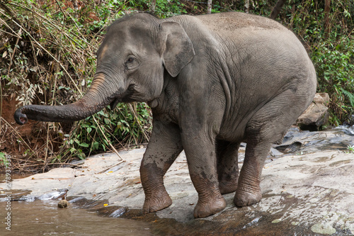 Elephant Entering into the Water