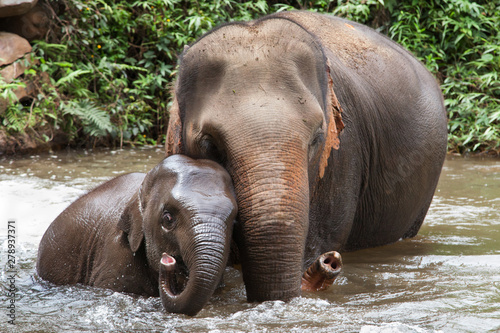 Obraz na płótnie Mother and Baby Elephant Bathing in the River w salonie