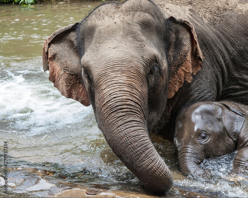Mother Elephant Bathing with her Baby
