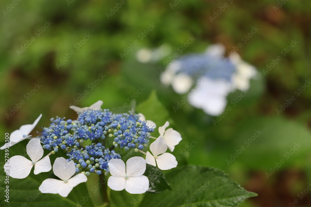 野に咲く花　ガクアジサイ