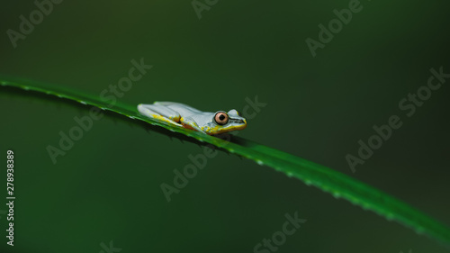 Tiny frog. photo