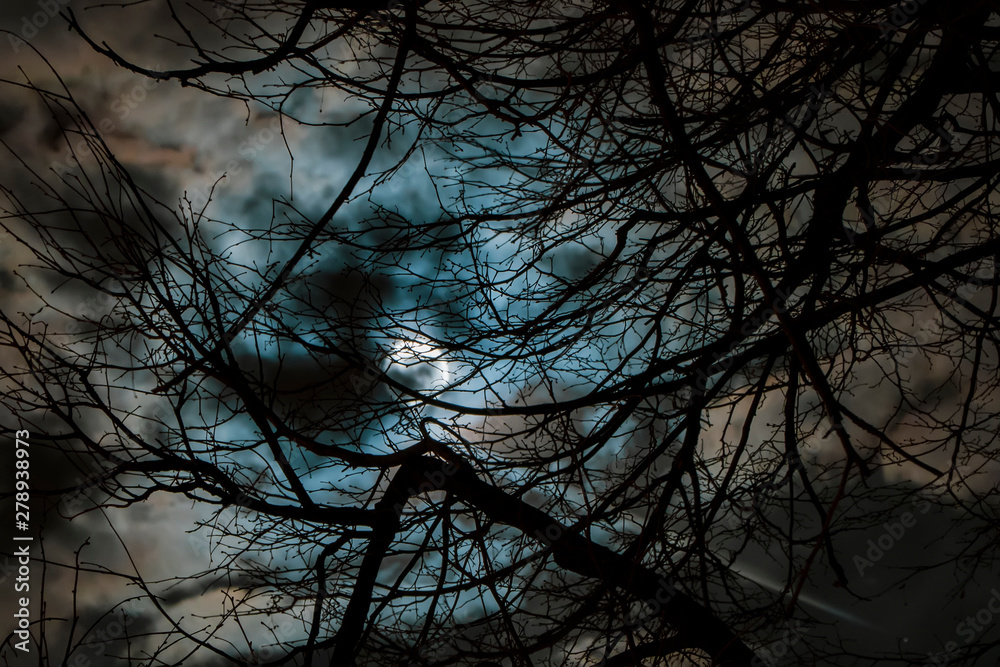 the moon in the cloudy sky, visible through the Tree branches the moon in the cloudy sky, visible through the Tree branches