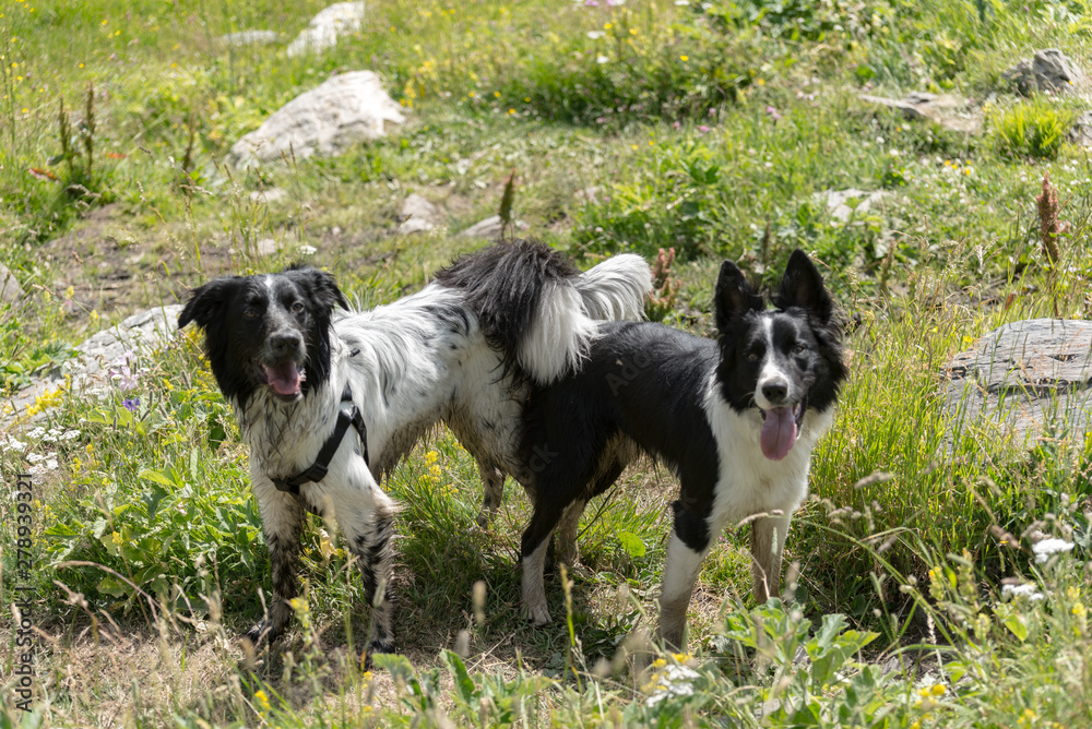 Border Collie in the Parc Natural de la Vall de Sorteny, Pyrenees, Andorra. Border Collie in the Parc Natural de la Vall de Sorteny, Pyrenees, Andorra.