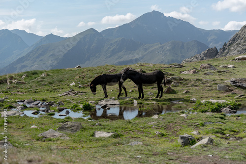 Horses in the Parc Natural de la Vall de Sorteny, Pyrenees, Andorra.