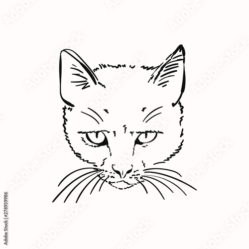 Sketch of scary angry cat head, Hand drawn vector linear illustration
