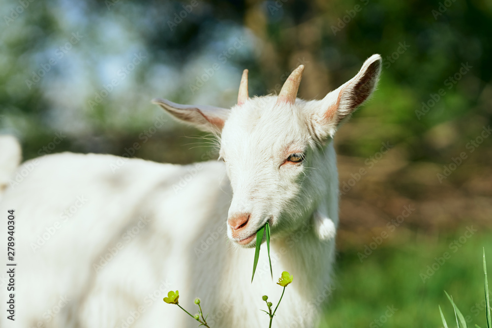 goat on a meadow