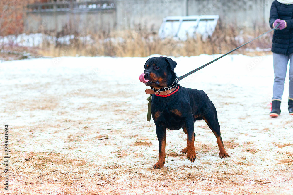 the Rottweiler obediently performs in winter training the Rottweiler obediently performs in winter training
