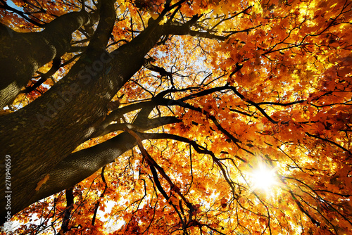 Spreading mighty tree of autumn yellow maple. Bright yellow foliage on a sunny warm autumn day.