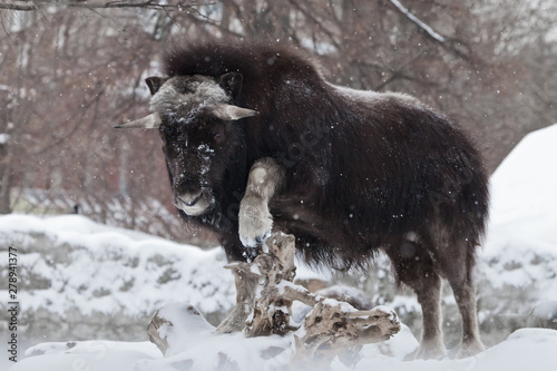 proud pose side view. musk oxen under snowfall in winter, northern beast of the glaciation era.