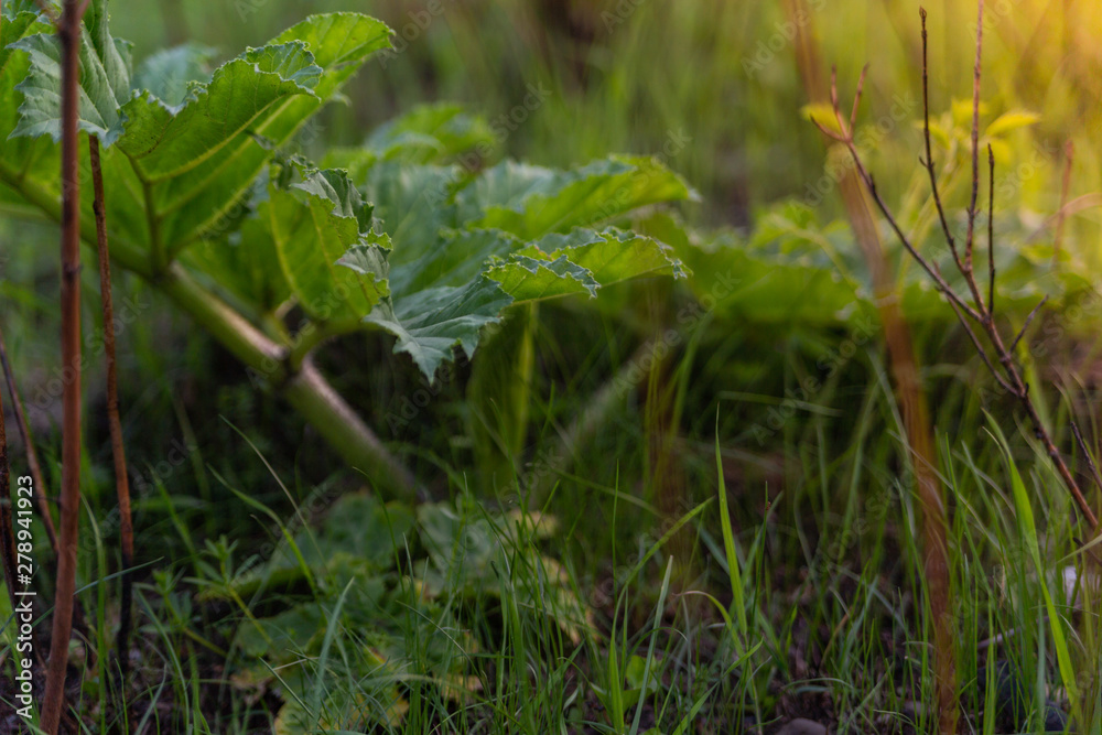 wild field plants grow on the field covered with sunlight in the summer evening wild field plants grow on the field covered with sunlight in the summer evening