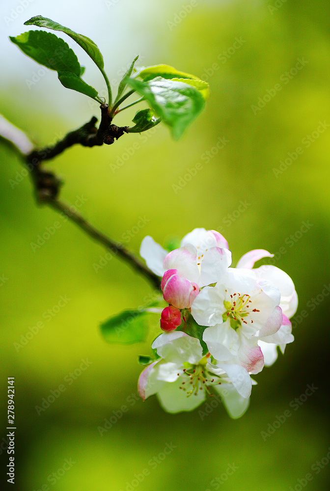 Fototapeta premium pink flowers of apple tree