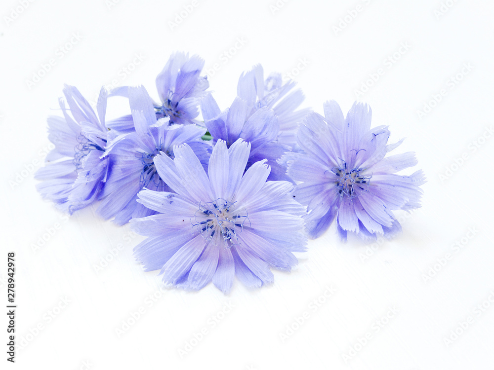 Chicory on white Chicory on white
