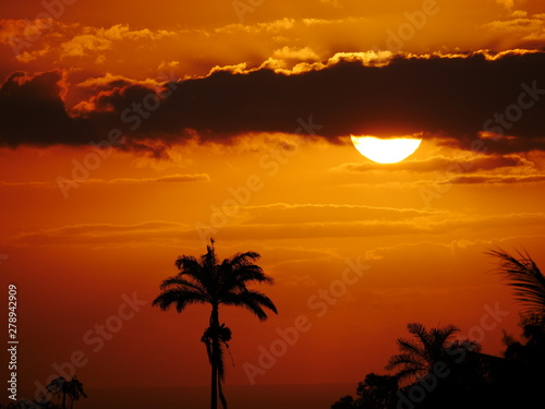 Fototapeta Naklejka Na Ścianę i Meble -  Orange sunset behind palm tree 