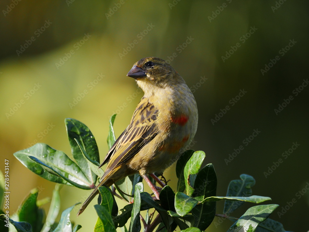Fototapeta premium Yellow bird perching in nature