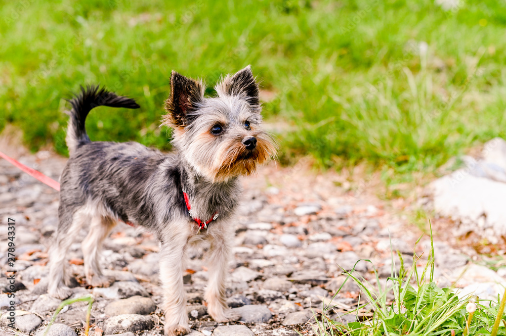 Yorkshire terrier walks in the park. Little dog with a red leash. Decorative breed of dogs. Beautiful Pets. Copy space.