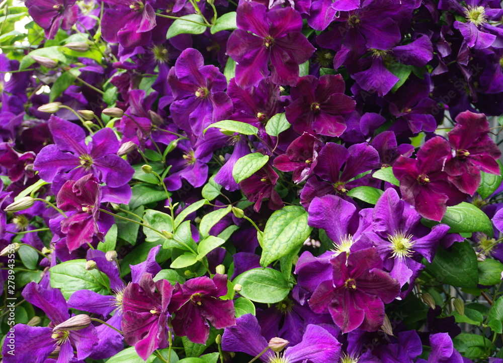 purple flowers in the garden purple flowers in the garden