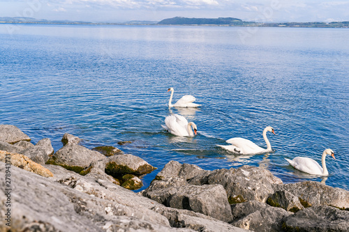 White swans swim near the shore in the lake. Lake in Switzerland and blue sky.