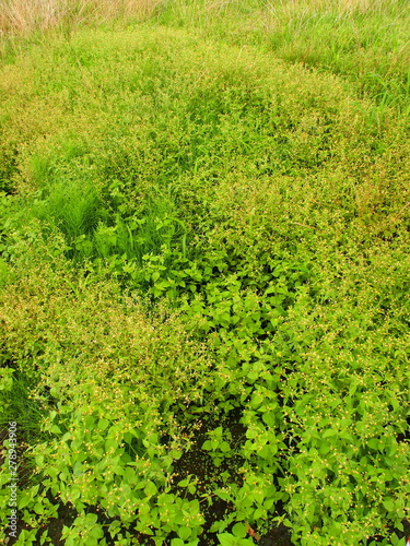 ハキダメギクの茂る雨上がりの夏の野原風景