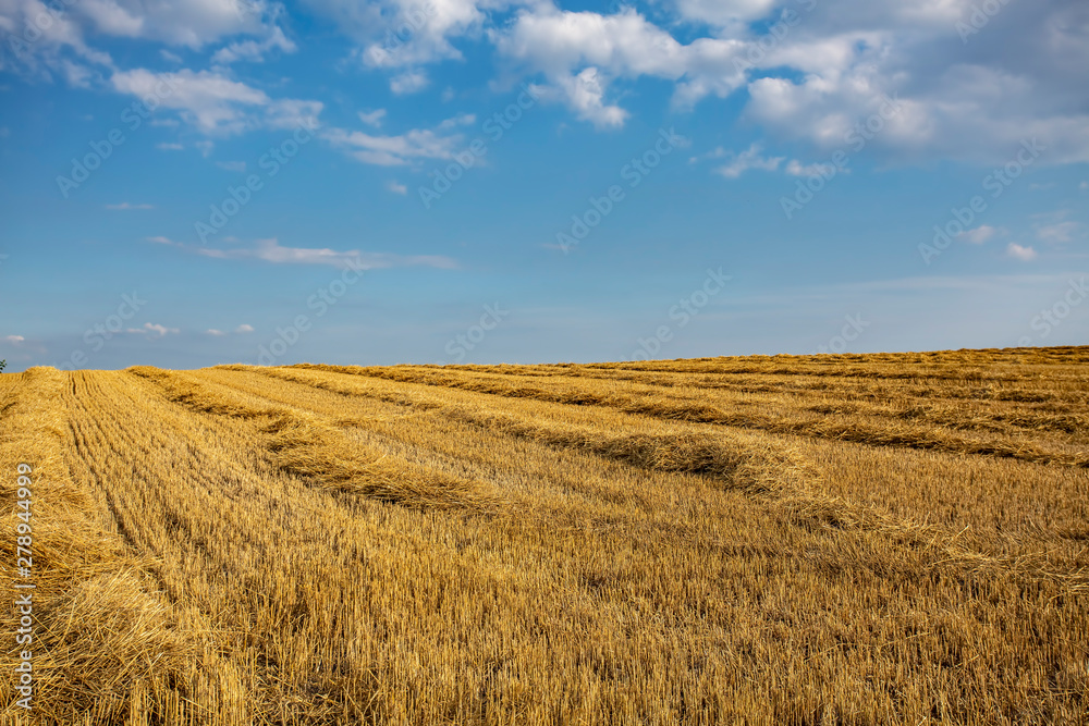wheat harvest field blue sky clouds