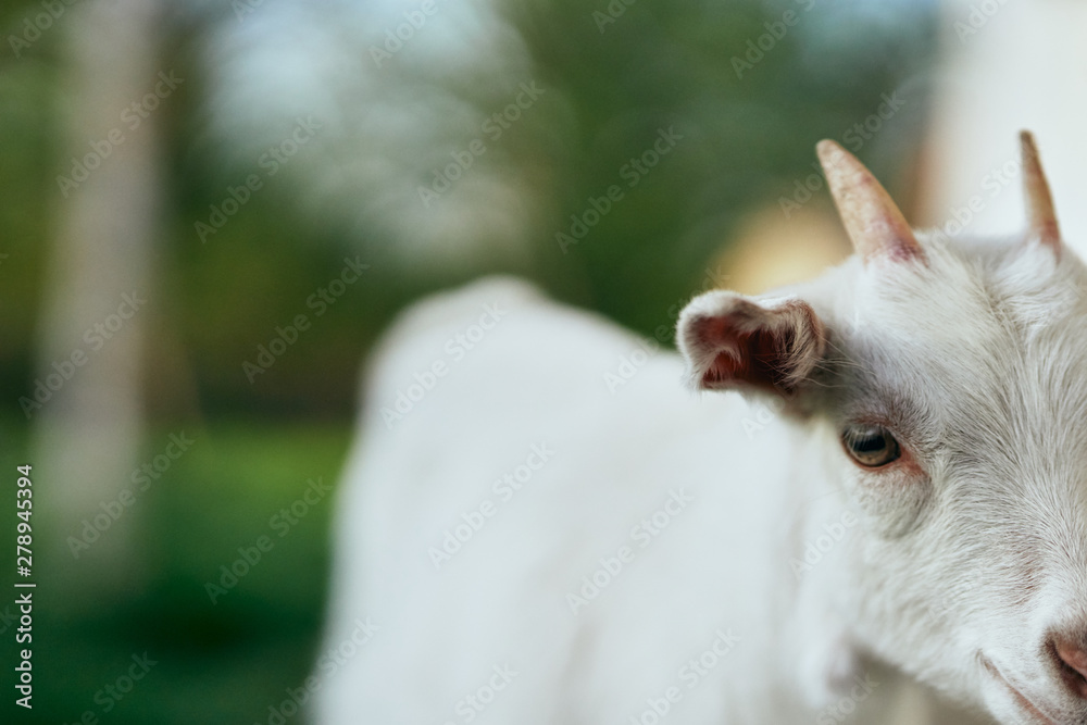 The nature of a white goat