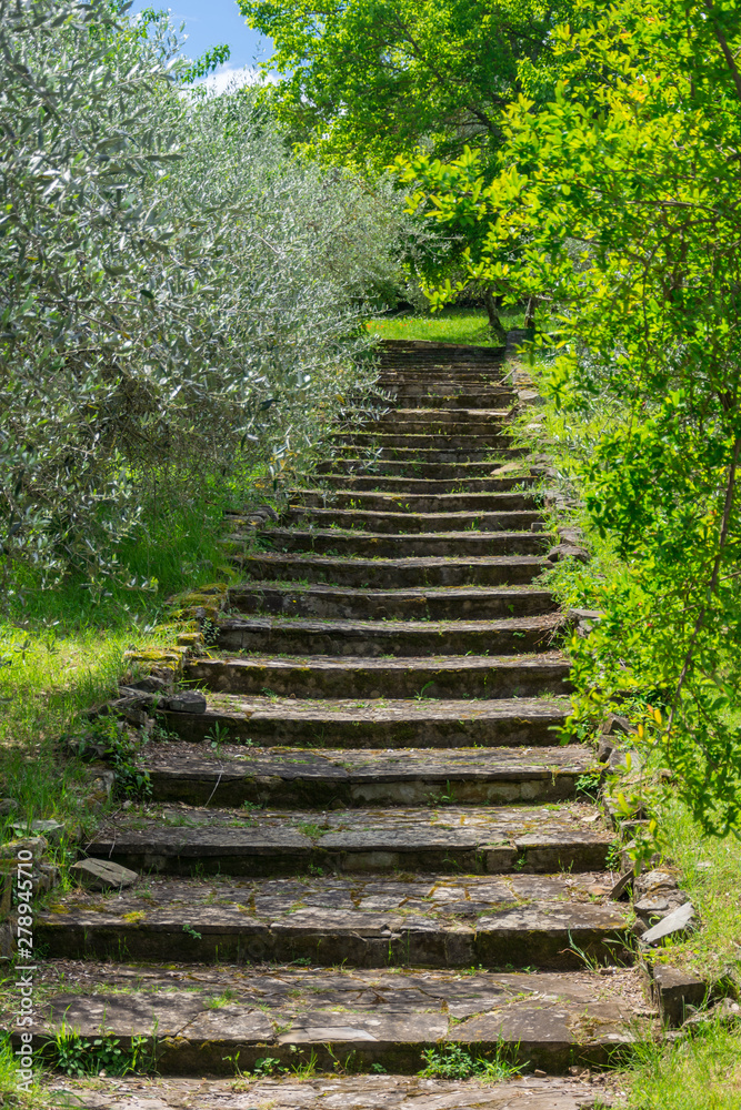Stone Steps in a garden