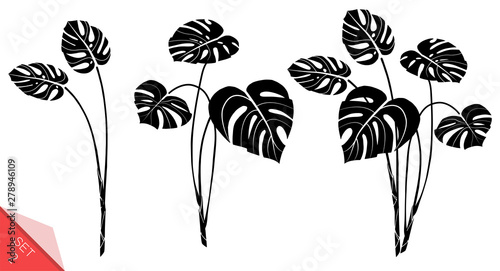 Set of vector monstera leaves isolated on white background. Exotic tropical plants. Design element for card,print, wallpaper,plant shop, travel agency. Contour and silhouette. Black and white.