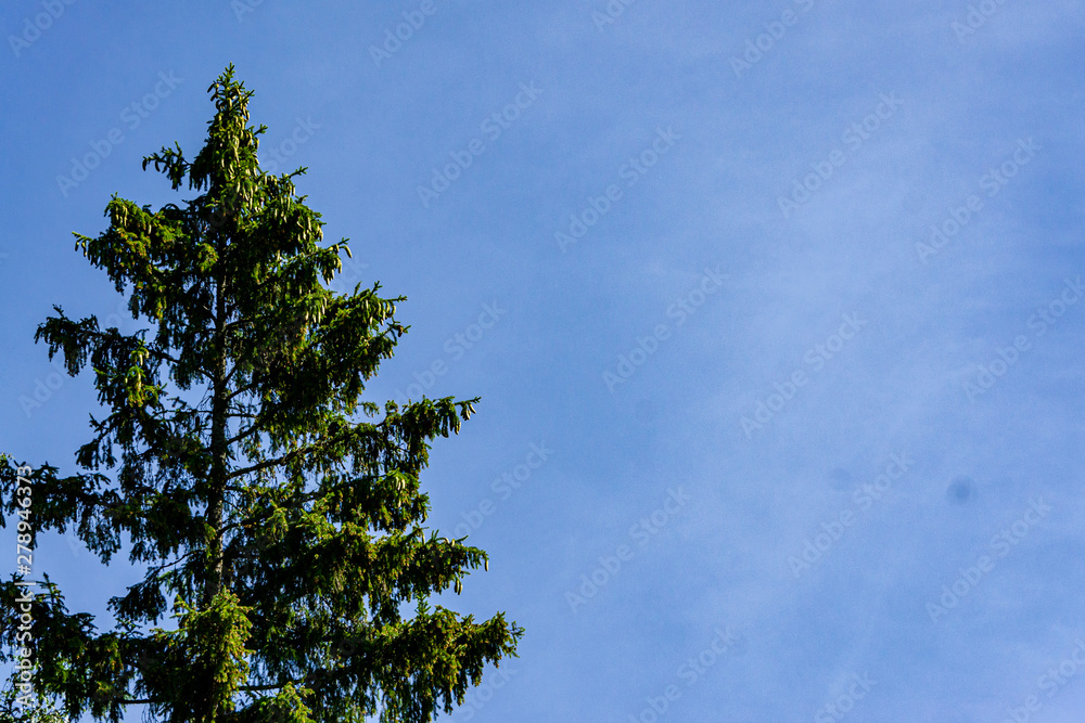 Common Christmas tree with branches studded with young yellow cones and brown last year against blue cloudless sky. Ecology. Beauty of Russian nature in Moscow region. There is place for text. Common Christmas tree with branches studded with young yellow cones and brown last year against blue cloudless sky. Ecology. Beauty of Russian nature in Moscow region. There is place for text.