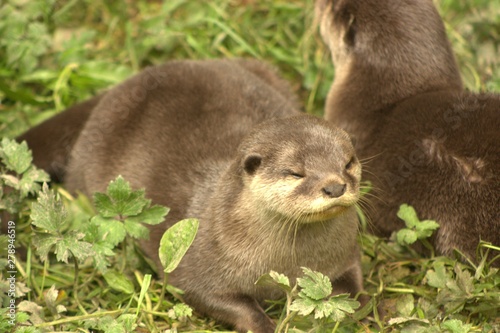 otter