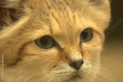 portrait of a cat