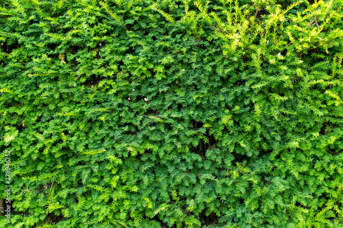 Green leaves wall texture for backdrop © Golden_hind