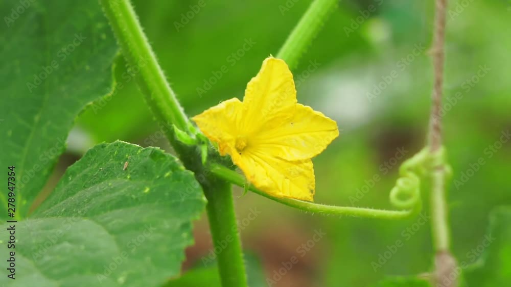 green cucumber growing flowering crop agriculture green cucumber growing flowering crop agriculture