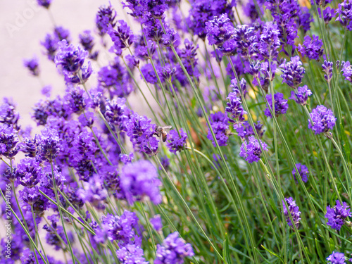 Bee busy collecting nectar from a lavender flower