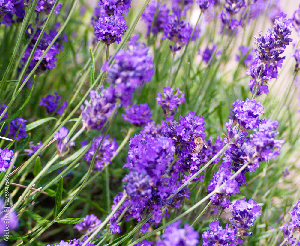 Bee busy collecting nectar from a lavender flower Bee busy collecting nectar from a lavender flower