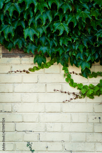 Ivy growing on a white brick wall