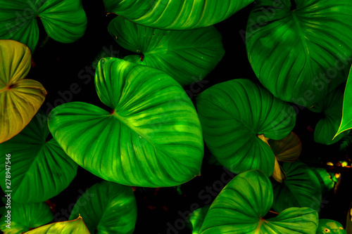Green leaves pattern background, eco concept image or refreshment concept background.