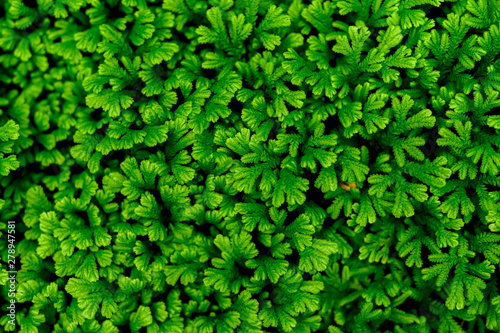 Green leaves pattern background  eco concept image or refreshment concept background.
