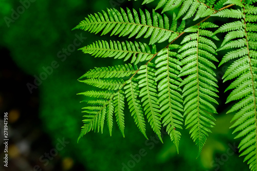 Green leaves pattern background  eco concept image or refreshment concept background.