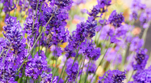Bee busy collecting nectar from a lavender flower