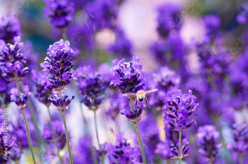 Fototapeta Naklejka Na Ścianę i Meble -  Bee busy collecting nectar from a lavender flower