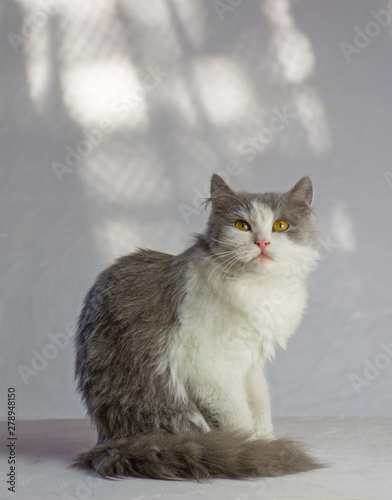 Cat on a white background.  Lovable  cat  at home. photo
