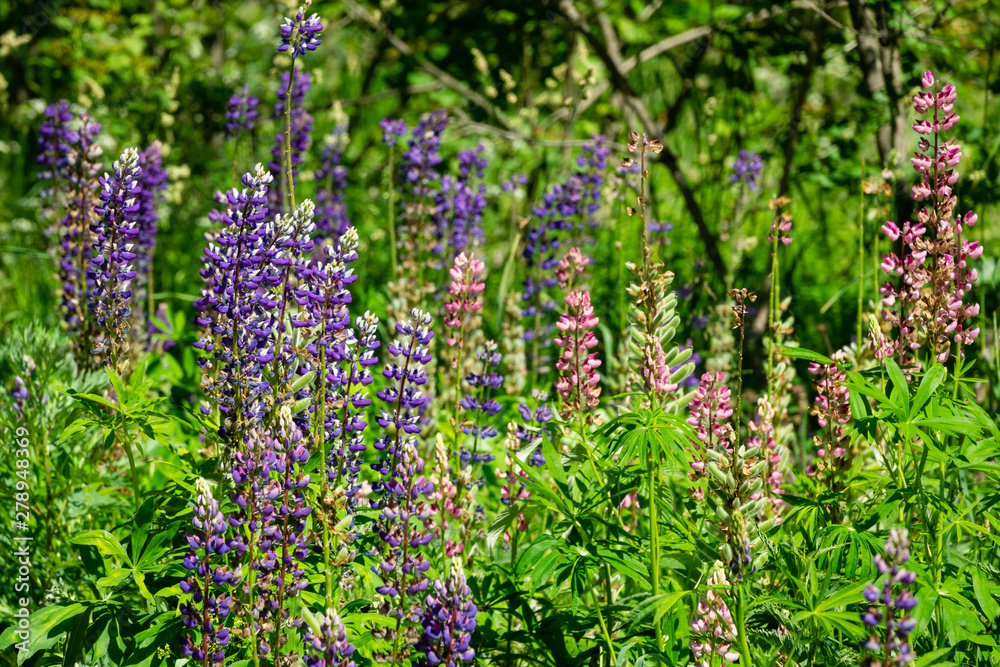 Lot of Lupin or lupine flower with natural meadow background. Purple, pink, white flowers using as natural flower background or wallpaper concept. Selective focus Lot of Lupin or lupine flower with natural meadow background. Purple, pink, white flowers using as natural flower background or wallpaper concept. Selective focus